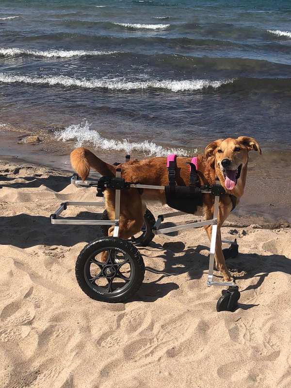 Casey Campbell with her dog Faith