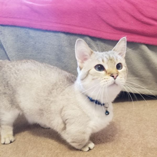 Danille Jakes' cat Amorette