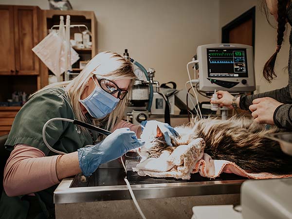 Dentistry at Fox Valley Vet