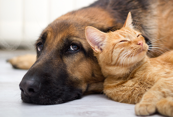 Client Education - Keep Your Pets Happy and Healthy Year Round