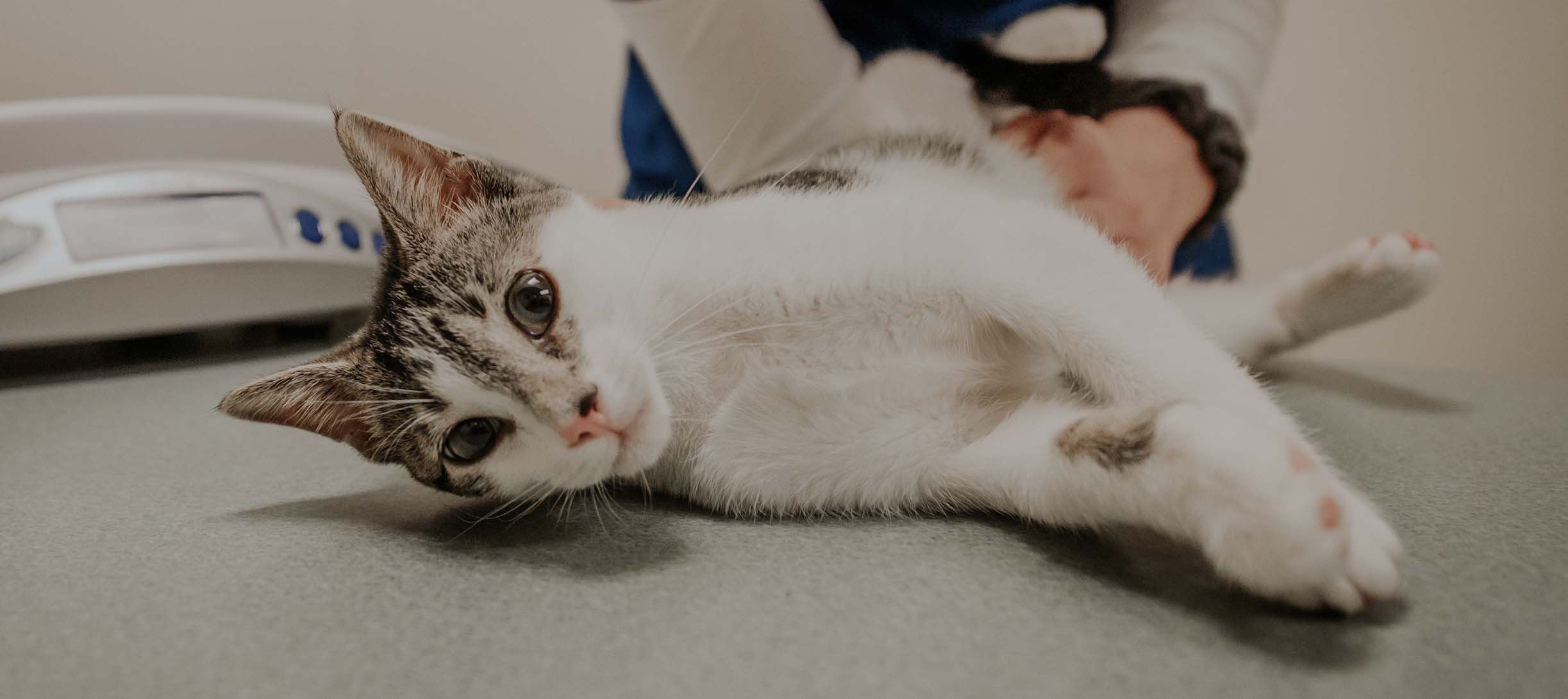 Quality, Compassionate Care